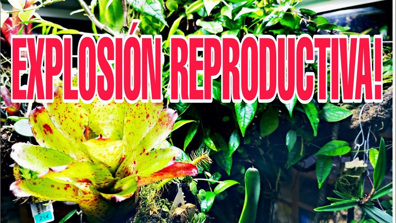 Reproducción controlada de reptiles en casa durante la primavera