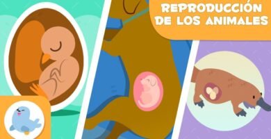 Reproducción controlada de reptiles en casa durante todo el año