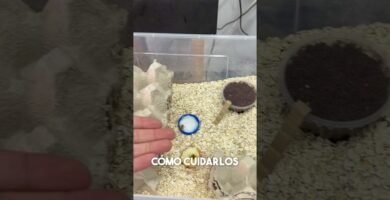 Reproducción controlada de reptiles en casa en cautiverio