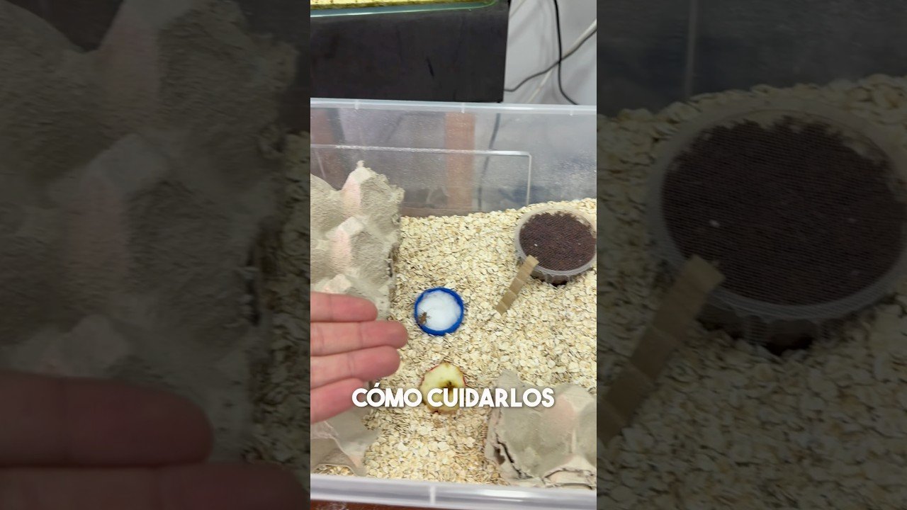 Reproducción controlada de reptiles en casa en cautiverio