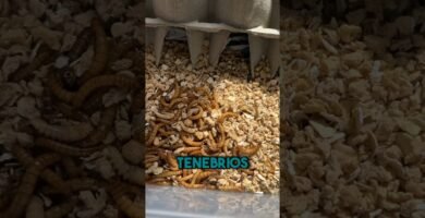 Reproducción controlada de reptiles en casa en clima tropical