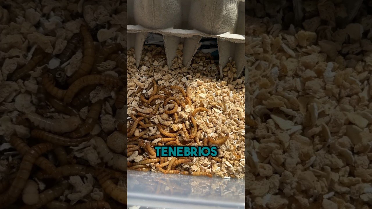 Reproducción controlada de reptiles en casa en clima tropical