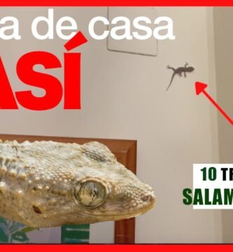 Reproducción controlada de reptiles en casa en interiores