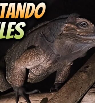 Reproducción controlada de reptiles en casa en invierno