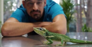 Reproducción controlada de reptiles en casa explicada por veterinarios