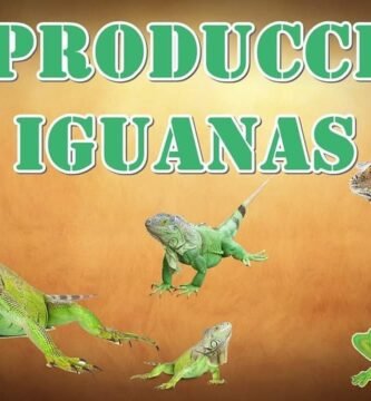Reproducción controlada de reptiles en casa para iguanas