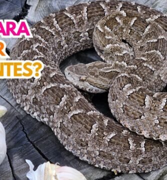 Reproducción controlada de reptiles en casa para serpientes