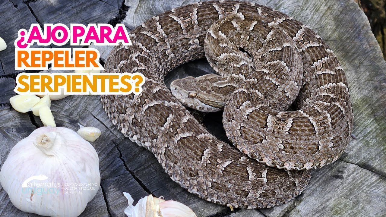 Reproducción controlada de reptiles en casa para serpientes