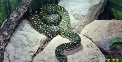 Reproducción controlada de reptiles en casa paso a paso