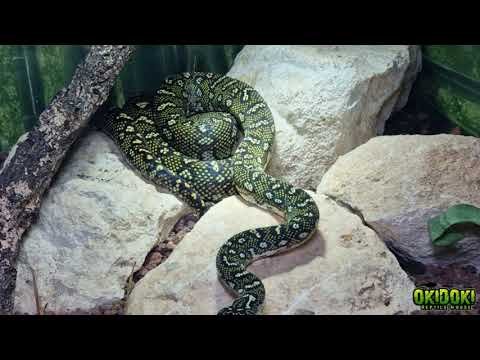 Reproducción controlada de reptiles en casa paso a paso