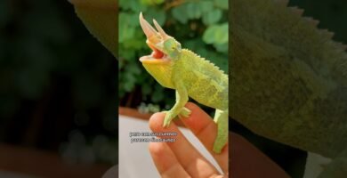Termómetros recomendados para casas de reptiles domésticos para camaleones