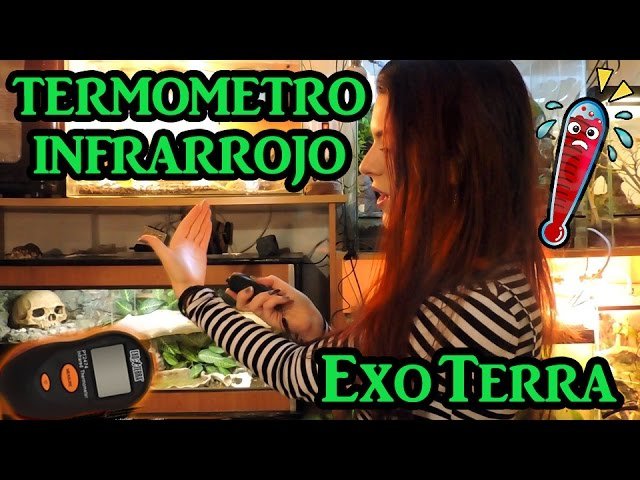 Termómetros recomendados para casas de reptiles domésticos recomendado por veterinarios