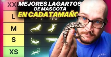 Termómetros recomendados para casas de reptiles domésticos según expertos