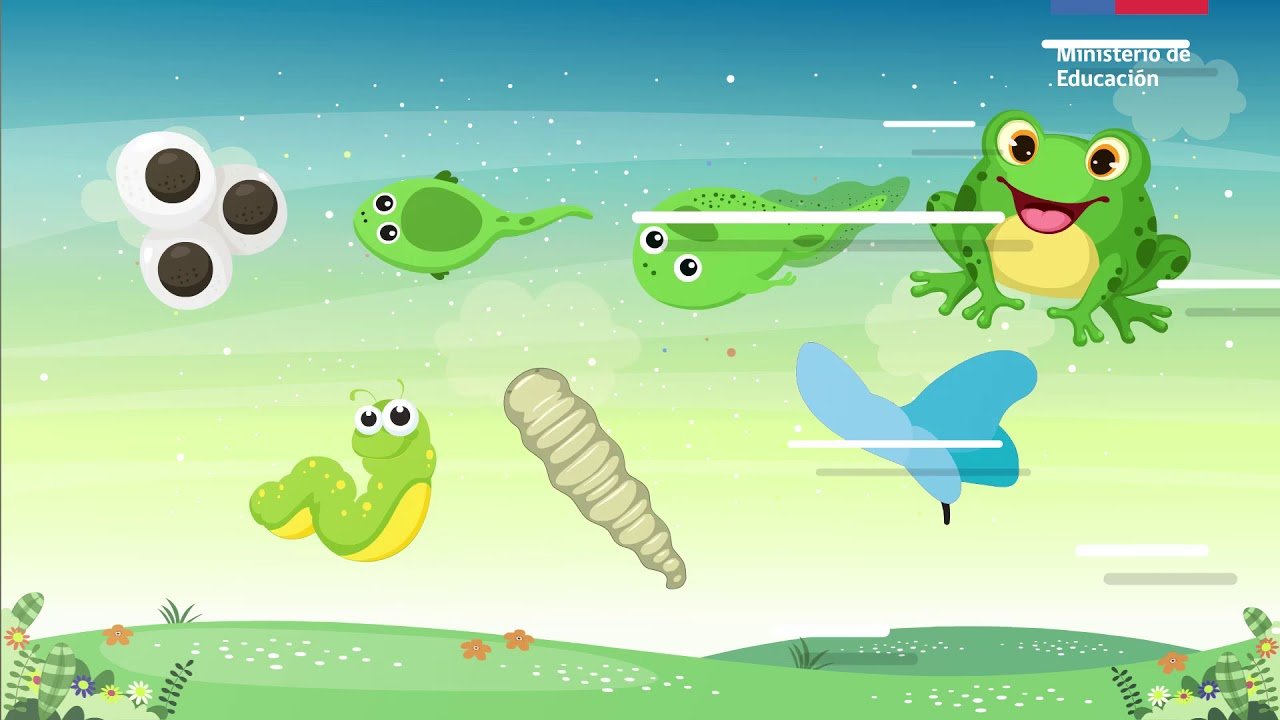 Tiempo de vida de los reptiles domésticos según su especie con productos naturales