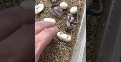 Tiempo de vida de los reptiles domésticos según su especie en clima tropical