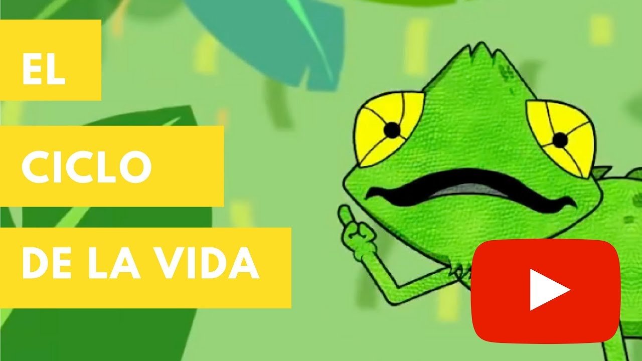 Tiempo de vida de los reptiles domésticos según su especie paso a paso