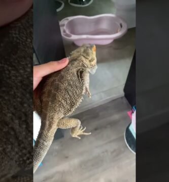 Ventilación ideal en casas para reptiles domésticos duraderas