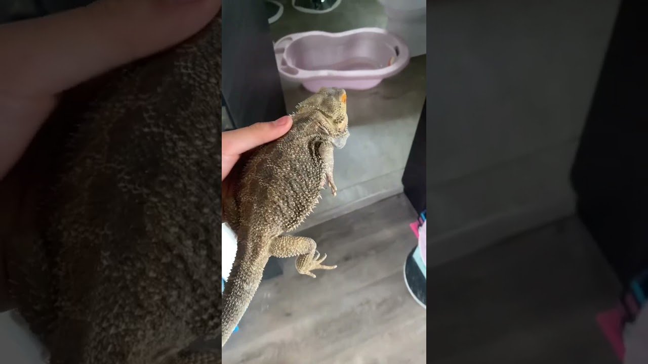 Ventilación ideal en casas para reptiles domésticos duraderas