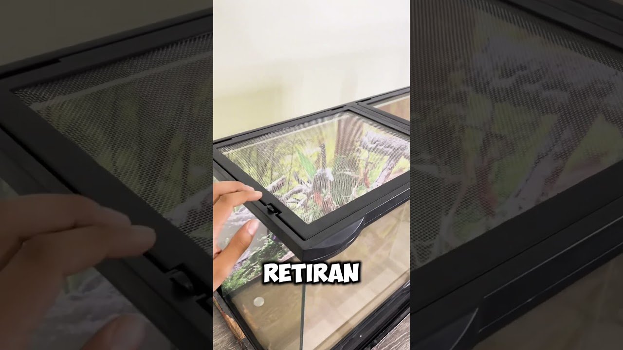 Ventilación ideal en casas para reptiles domésticos en jardines