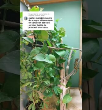 Ventilación ideal en casas para reptiles domésticos para camaleones