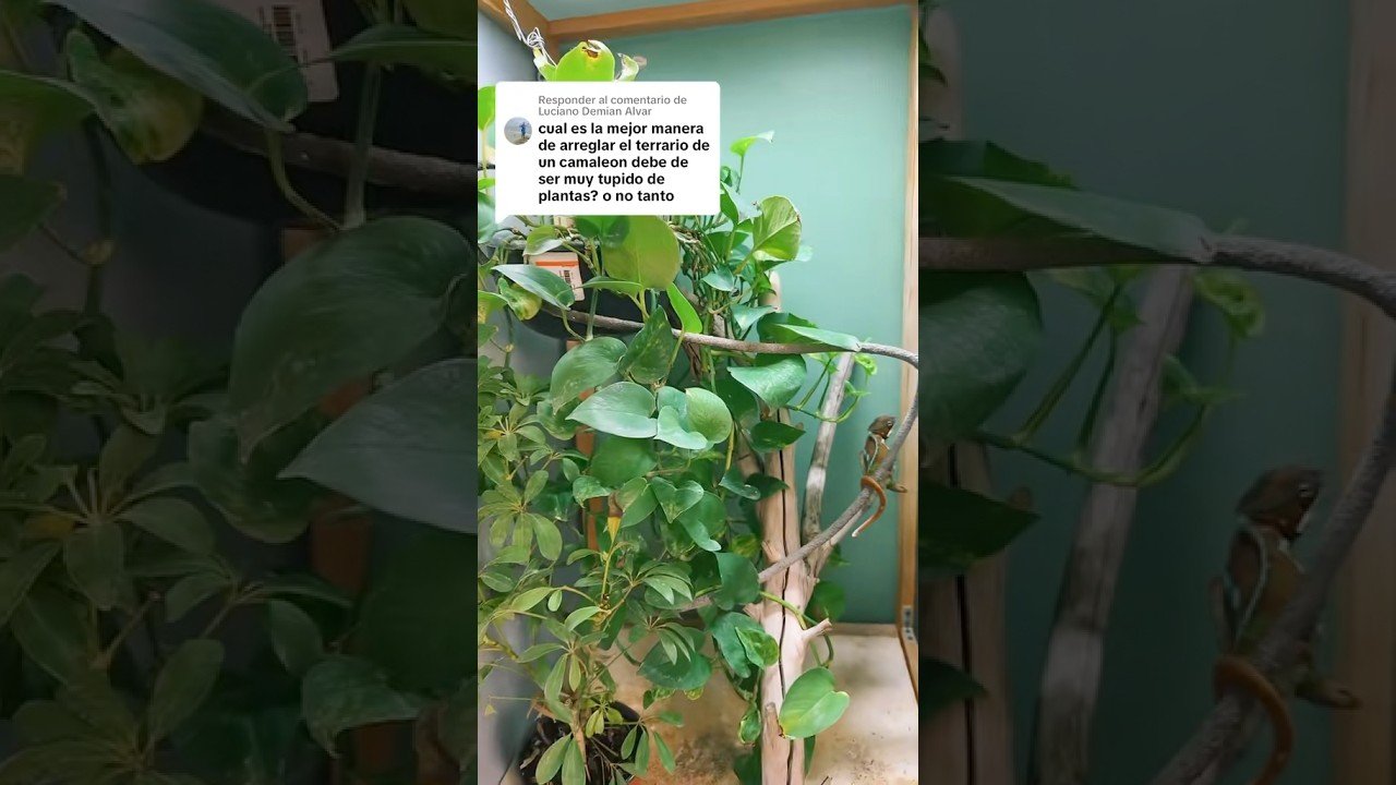 Ventilación ideal en casas para reptiles domésticos para camaleones