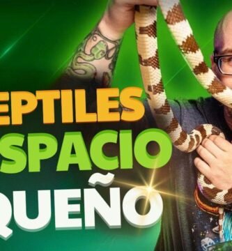 Ventilación ideal en casas para reptiles domésticos para departamentos