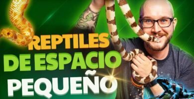 Ventilación ideal en casas para reptiles domésticos para departamentos