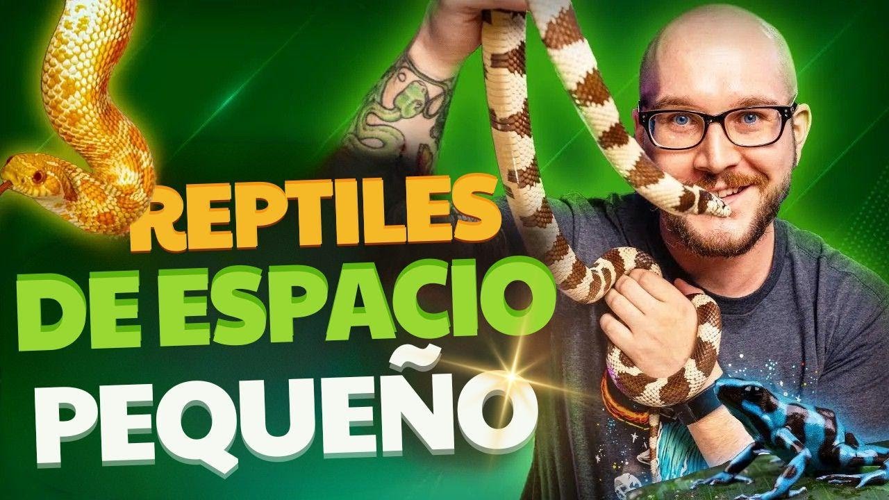 Ventilación ideal en casas para reptiles domésticos para departamentos