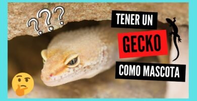Ventilación ideal en casas para reptiles domésticos para geckos