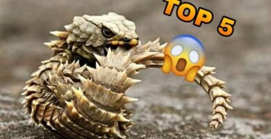 Ventilación ideal en casas para reptiles domésticos para principiantes