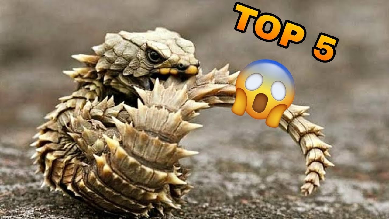 Ventilación ideal en casas para reptiles domésticos para principiantes