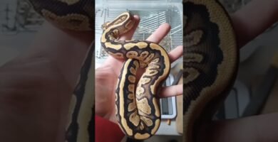 Ventilación ideal en casas para reptiles domésticos para serpientes