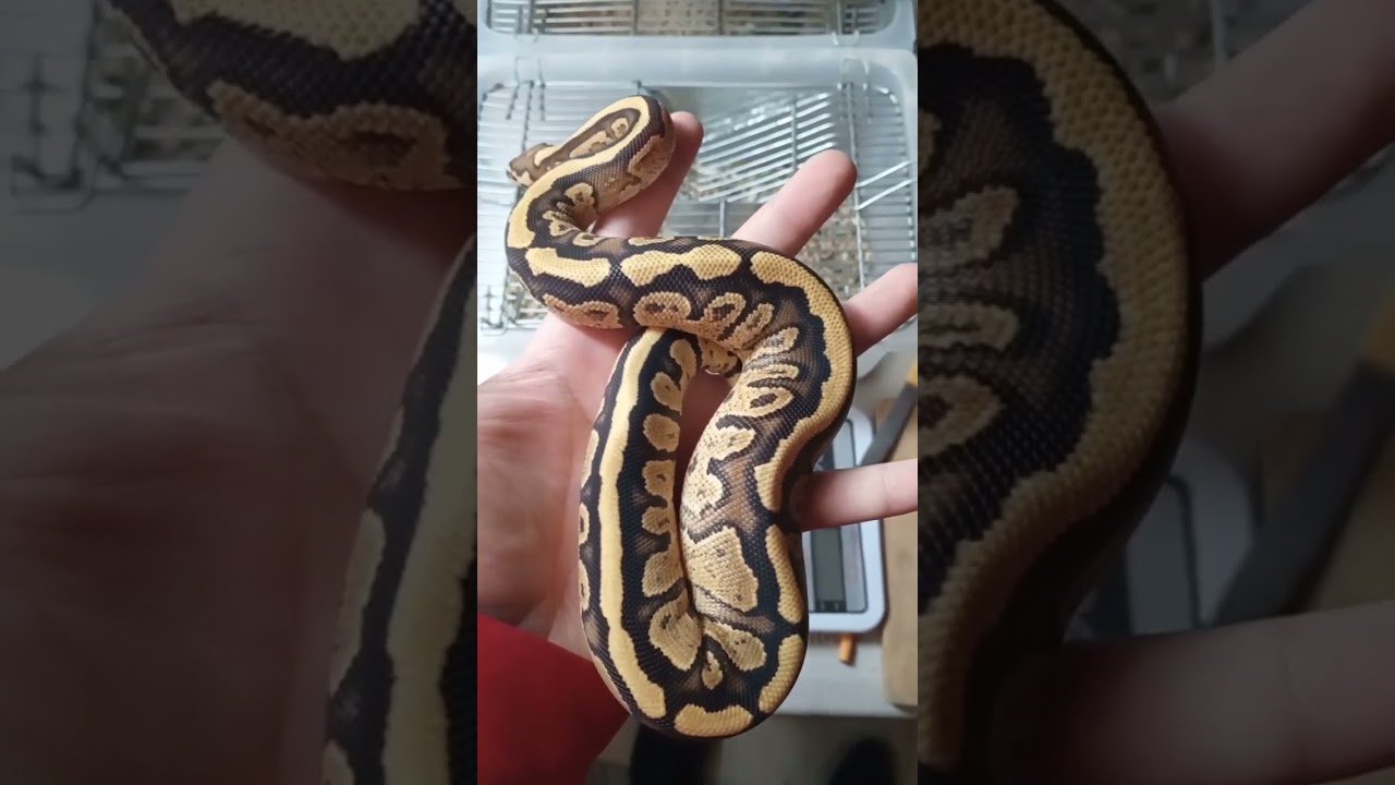 Ventilación ideal en casas para reptiles domésticos para serpientes