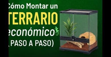 Ventilación ideal en casas para reptiles domésticos paso a paso