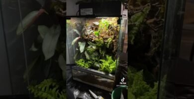 Ventilación ideal en casas para reptiles domésticos sin experiencia previa