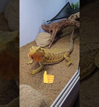 Ventilación ideal en casas para reptiles domésticos sin riesgos de escapes