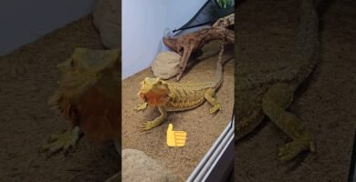Ventilación ideal en casas para reptiles domésticos sin riesgos de escapes