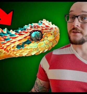 ¿Es normal que los reptiles se queden quietos mucho tiempo? - consejos de expertos