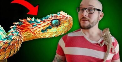 ¿Es normal que los reptiles se queden quietos mucho tiempo? - consejos de expertos