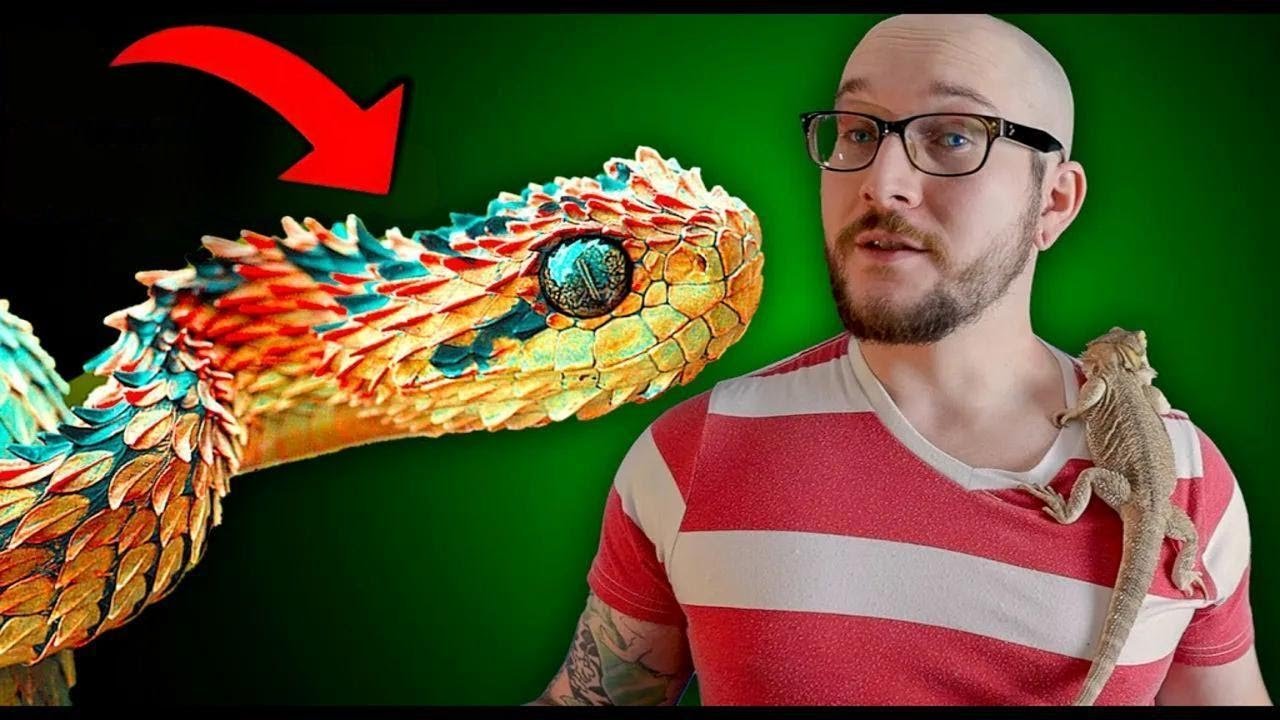 ¿Es normal que los reptiles se queden quietos mucho tiempo? - consejos de expertos