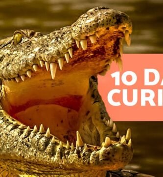 ¿Es normal que los reptiles se queden quietos mucho tiempo? durante la noche