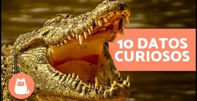 ¿Es normal que los reptiles se queden quietos mucho tiempo? durante la noche