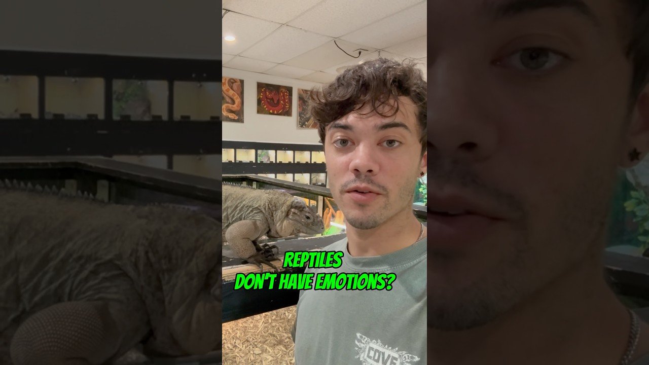 ¿Es normal que los reptiles se queden quietos mucho tiempo? para dueños primerizos