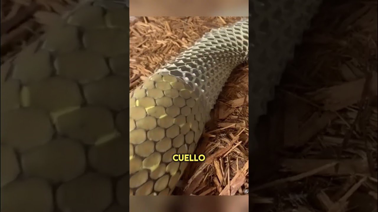 ¿Es normal que los reptiles se queden quietos mucho tiempo? y cómo solucionarlo