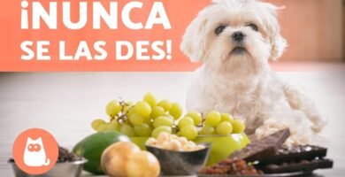 Alimentos prohibidos para reptiles mascota con alimentos naturales