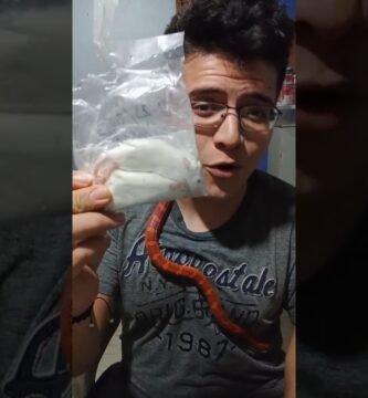 Alimentos prohibidos para reptiles mascota con bajo presupuesto