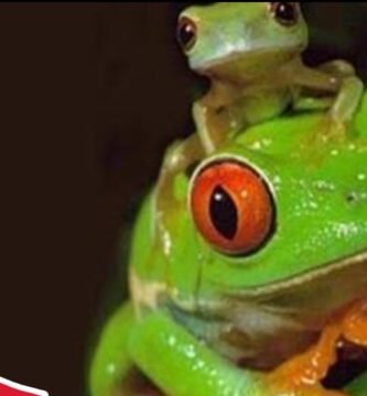 Alimentos prohibidos para reptiles mascota en clima tropical