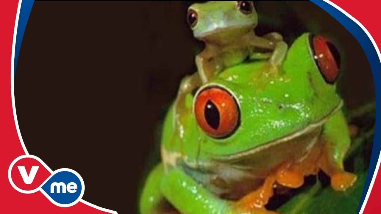 Alimentos prohibidos para reptiles mascota en clima tropical