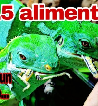 Alimentos prohibidos para reptiles mascota en verano
