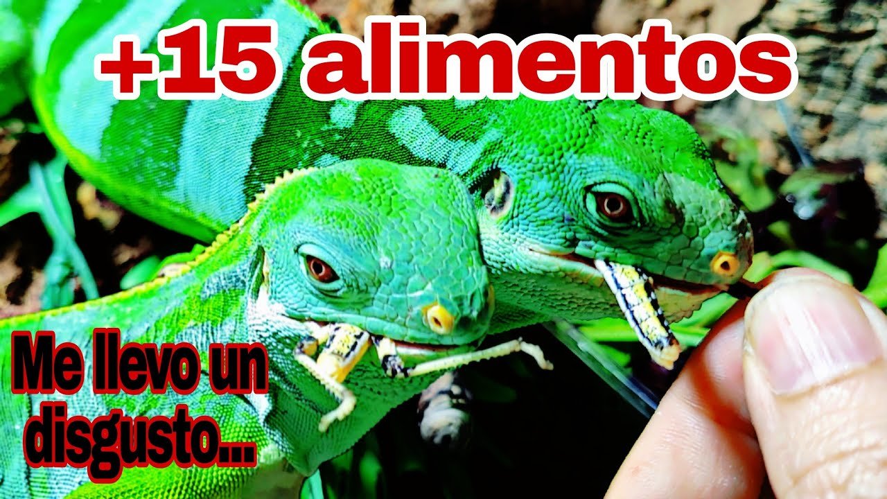 Alimentos prohibidos para reptiles mascota en verano